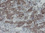 MRPS27 Antibody in Immunohistochemistry (Paraffin) (IHC (P))