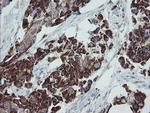 MRPS27 Antibody in Immunohistochemistry (Paraffin) (IHC (P))