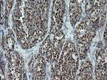 MRPS27 Antibody in Immunohistochemistry (Paraffin) (IHC (P))