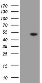 MRPS27 Antibody in Western Blot (WB)