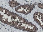 MIPEP Antibody in Immunohistochemistry (Paraffin) (IHC (P))