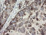 METAP2 Antibody in Immunohistochemistry (Paraffin) (IHC (P))