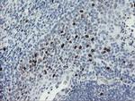 MAFB Antibody in Immunohistochemistry (Paraffin) (IHC (P))