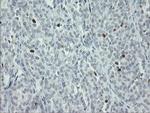 MAFB Antibody in Immunohistochemistry (Paraffin) (IHC (P))