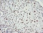 MAFB Antibody in Immunohistochemistry (Paraffin) (IHC (P))