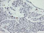 MAFB Antibody in Immunohistochemistry (Paraffin) (IHC (P))