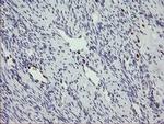 MAFB Antibody in Immunohistochemistry (Paraffin) (IHC (P))