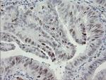 MAFB Antibody in Immunohistochemistry (Paraffin) (IHC (P))