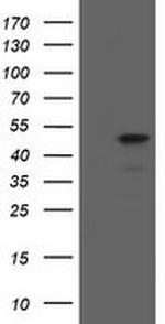 MAFB Antibody in Western Blot (WB)