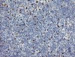 TLE1 Antibody in Immunohistochemistry (Paraffin) (IHC (P))