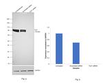 TLE1 Antibody in Western Blot (WB)