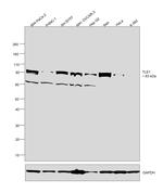 TLE1 Antibody in Western Blot (WB)