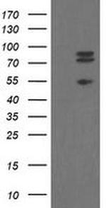 TLE1 Antibody in Western Blot (WB)