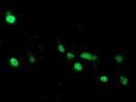 ARL2BP Antibody in Immunocytochemistry (ICC/IF)