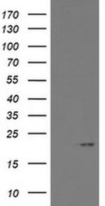 ARL2BP Antibody in Western Blot (WB)