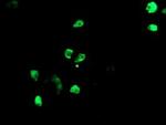 TLE1 Antibody in Immunocytochemistry (ICC/IF)