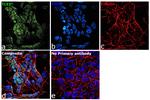 TLE1 Antibody in Immunocytochemistry (ICC/IF)