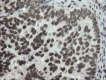 TLE1 Antibody in Immunohistochemistry (Paraffin) (IHC (P))