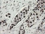 TLE1 Antibody in Immunohistochemistry (Paraffin) (IHC (P))