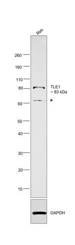 TLE1 Antibody in Western Blot (WB)