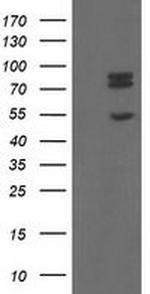 TLE1 Antibody in Western Blot (WB)