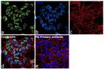 TLE1 Antibody in Immunocytochemistry (ICC/IF)