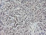 TLE1 Antibody in Immunohistochemistry (Paraffin) (IHC (P))