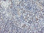 TLE1 Antibody in Immunohistochemistry (Paraffin) (IHC (P))