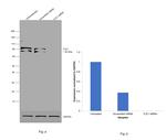 TLE1 Antibody in Western Blot (WB)