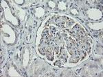 RIP1 Antibody in Immunohistochemistry (Paraffin) (IHC (P))