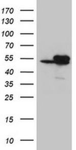 IDH1 Antibody in Western Blot (WB)