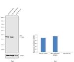 IDH1 Antibody in Western Blot (WB)