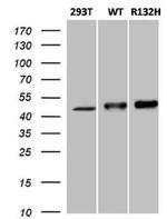 IDH1 Antibody in Western Blot (WB)