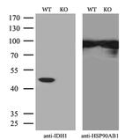 IDH1 Antibody in Western Blot (WB)