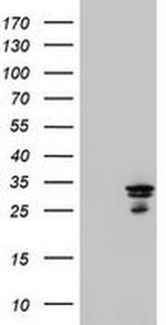 MTIF3 Antibody in Western Blot (WB)