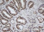 Cullin 4B Antibody in Immunohistochemistry (Paraffin) (IHC (P))