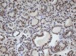 Cullin 4B Antibody in Immunohistochemistry (Paraffin) (IHC (P))