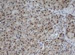 Cullin 4B Antibody in Immunohistochemistry (Paraffin) (IHC (P))