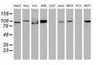 Cullin 4B Antibody in Western Blot (WB)