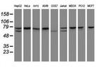 CCDC93 Antibody in Western Blot (WB)