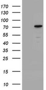 CCDC93 Antibody in Western Blot (WB)