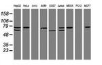 CCDC93 Antibody in Western Blot (WB)