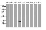 ZFAND5 Antibody in Western Blot (WB)