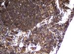 CCDC93 Antibody in Immunohistochemistry (Paraffin) (IHC (P))