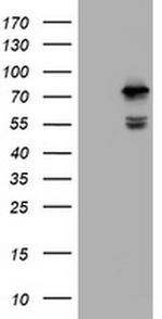 CCDC93 Antibody in Western Blot (WB)