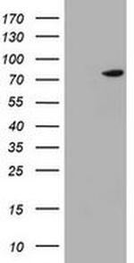 HBS1L Antibody in Western Blot (WB)