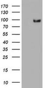 SF3A1 Antibody in Western Blot (WB)