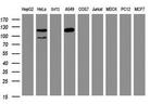 SF3A1 Antibody in Western Blot (WB)