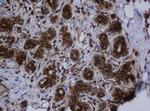 SERBP1 Antibody in Immunohistochemistry (Paraffin) (IHC (P))