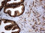 SERBP1 Antibody in Immunohistochemistry (Paraffin) (IHC (P))